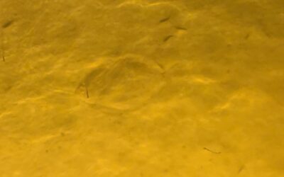 Flounder Fishing and Gigging from Virginia to Texas